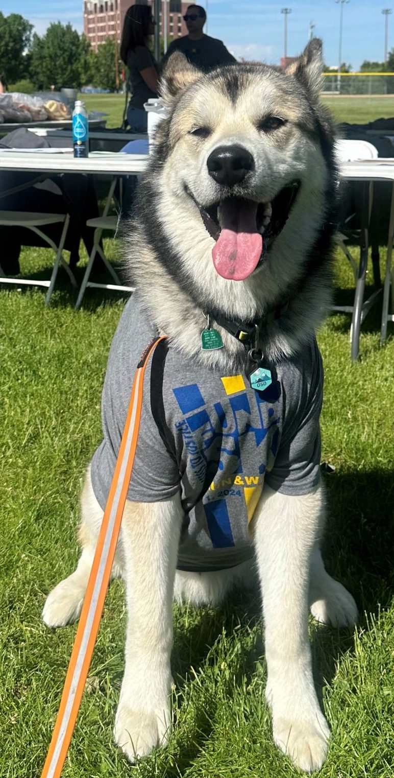 Husky dog wearing a fund run shirt.